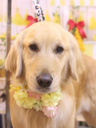 20240411アネラちゃん 